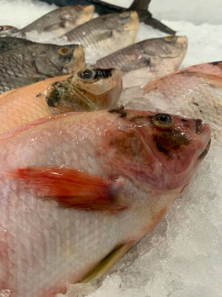 istock Fresh fish neatly arranged on cold ice at a market. 1338365815