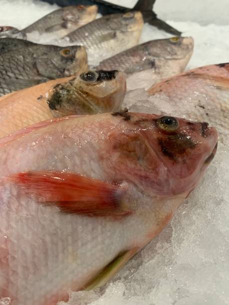 istock Fresh fish neatly arranged on cold ice at a market. 1338365942