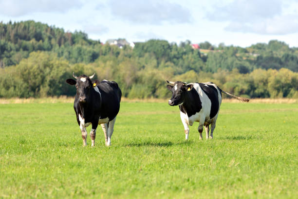 Two black and white cows grazes in a green meadow against a blue sky with clouds. Selective focus Two black and white cows grazes in a green meadow against a blue sky with clouds. Selective focus. High quality photo two cows stock pictures, royalty-free photos & images