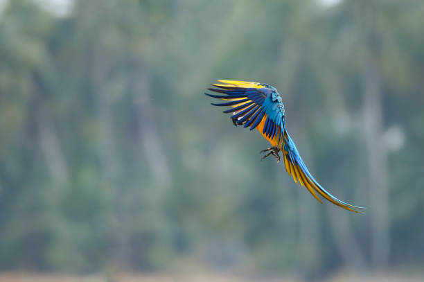 istock Blue and gold macaw flying on green background 1338366000