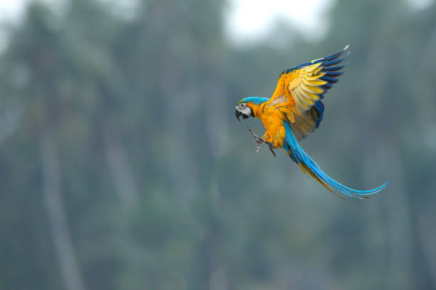 Blue and gold macaw flying on green background
