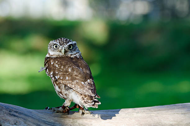 Small Owl stock photo