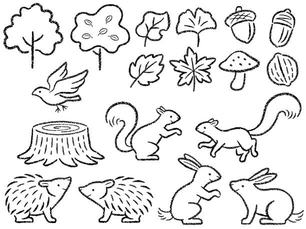 illustrations, cliparts, dessins animés et icônes de jeu d’illustrations au trait de style dessiné à la main de petits animaux de la forêt - walnut nut isolated white background