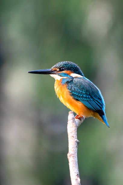 istock Blue kingfisher sitting on a branch 1338367689