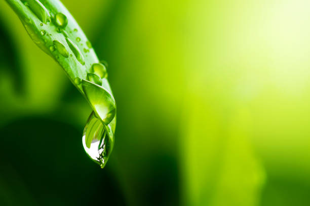 istock purity nature background, water drops on leaf 1338371511