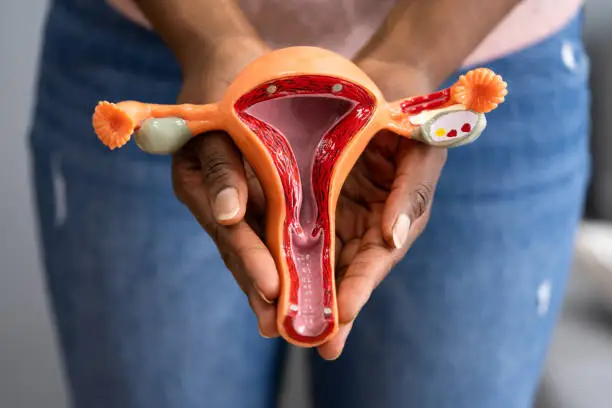 African American Woman Pregnancy And Uterine Tube