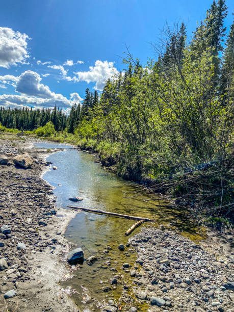 istock Dry Creek in Interior Alaska 1338375075