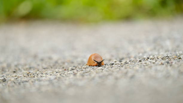 Snail crawling across footpath