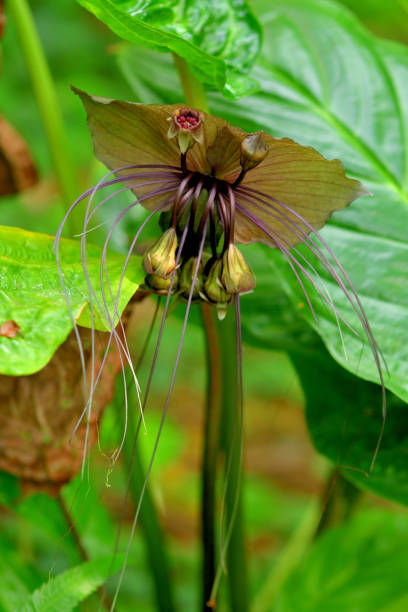 istock Tacca chantrieri / Black bat flower 1338375106