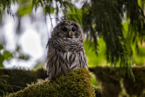 istock Barred Owl perching on a mossy branch, Surrey, BC, Canada 1338377284