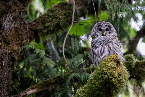 istock Barred Owl perching on a mossy branch, Surrey, BC, Canada 1338377331