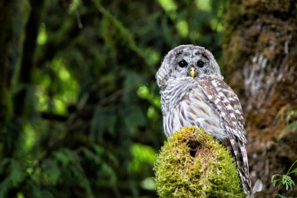 istock Barred Owl perching on a mossy branch, Surrey, BC, Canada 1338377376