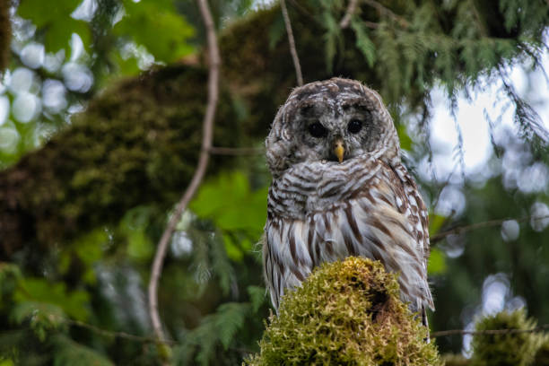 istock Barred Owl perching on a mossy branch, Surrey, BC, Canada 1338377922