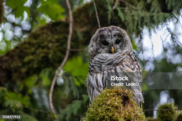 Barred Owl Perching On A Mossy Branch Surrey Bc Canada Stock Photo - Download Image Now