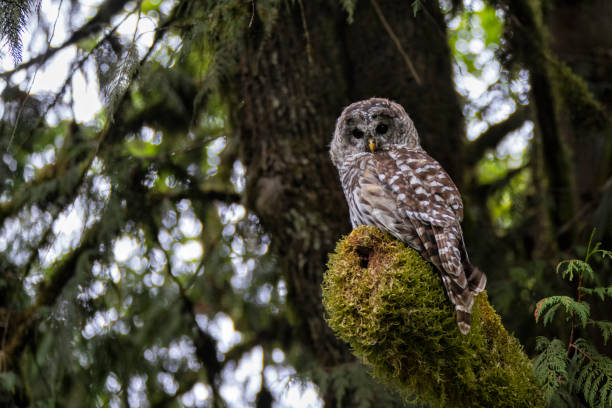 istock Barred Owl perching on a mossy branch, Surrey, BC, Canada 1338377927
