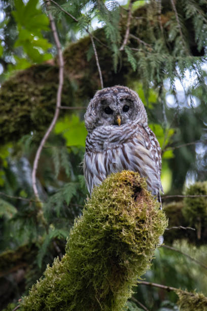 istock Barred Owl perching on a mossy branch, Surrey, BC, Canada 1338377928