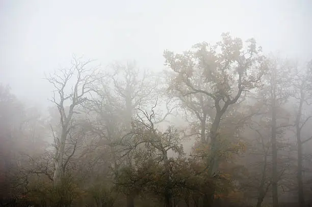 Misty autumn landscape in Wisentgehege forest,Springe,Germany.