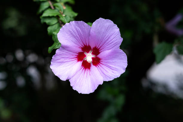 Selective focus close up of magenta flower with background