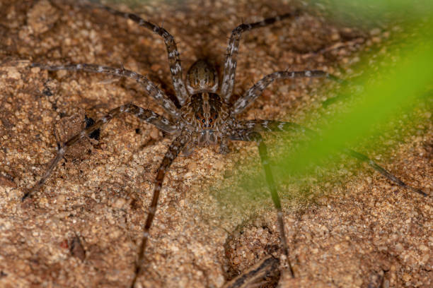 istock Adult Trechaleid Spider 1338378990