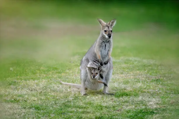 The black-striped wallaby, also known as the scrub wallaby or eastern brush wallaby with a baby in her pouch.