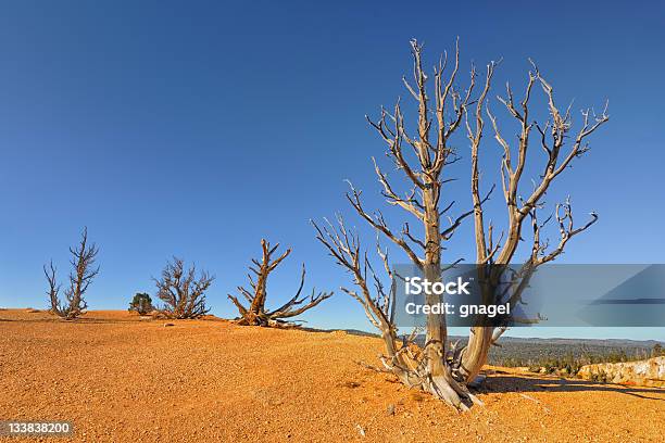 Starożytny Oścista Pines - zdjęcia stockowe i więcej obrazów Bez ludzi - Bez ludzi, Bezchmurne niebo, Brązowy