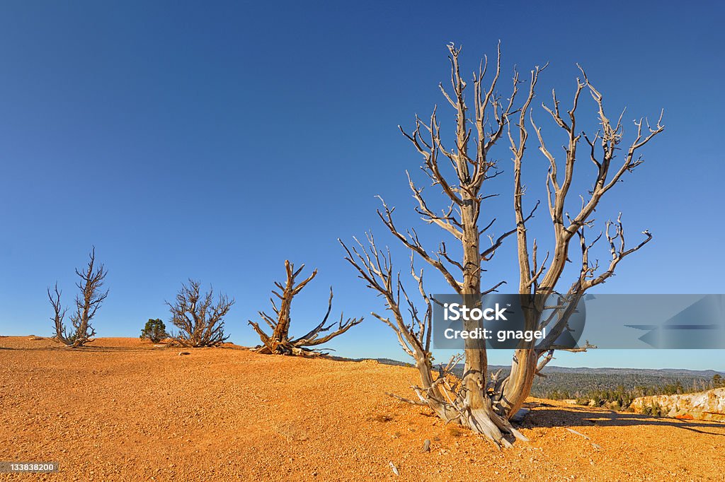 Antigos pinheiros bristlecone - Foto de stock de Antigo royalty-free