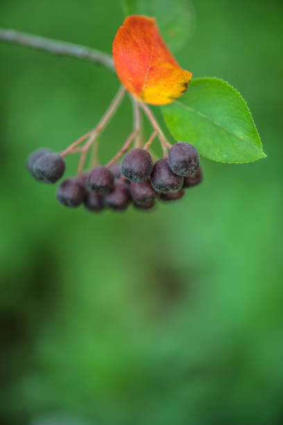 Black Chokeberry or Aronia in Garden