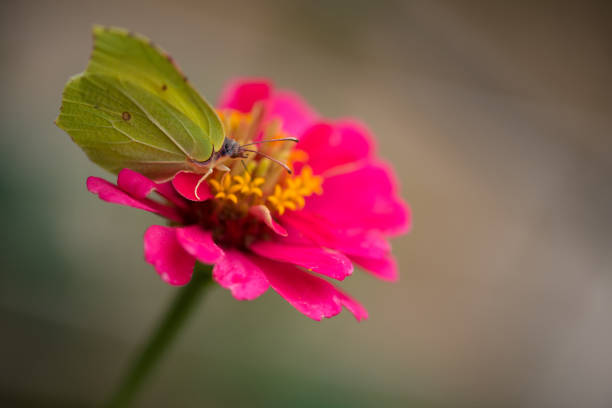 istock Butterfly on Zinnia Flower with Green Background 1338382712