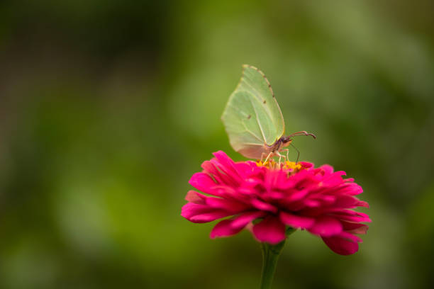 Butterfly on Zinnia Flower with Green Background