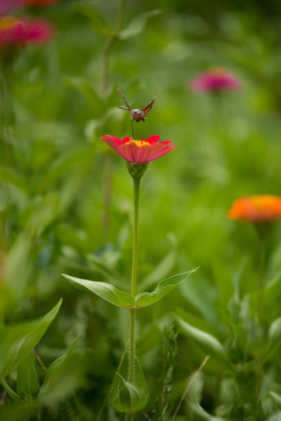 Hummingbird Hawk Moth (Macroglossum stellatarum) Fly Over Flower in Garden