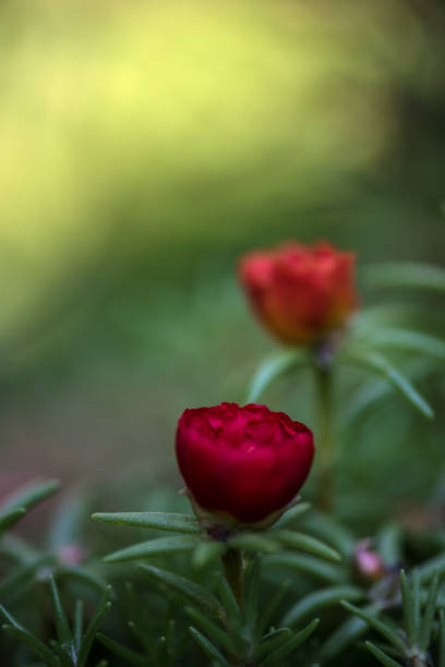 Red Moss Roses or Portulaca with Green background