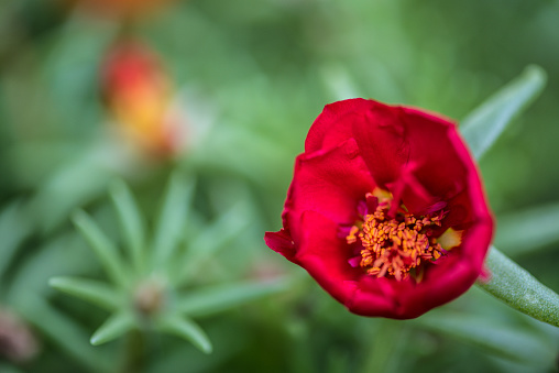 Red Moss Roses or Portulaca with Green background