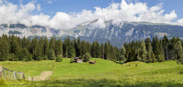 잔디 농경지와 알프스 산목이 우거진 구릉지대의 탁 트인 전경 - landscape laax graubunden canton switzerland 뉴스 사진 이미지