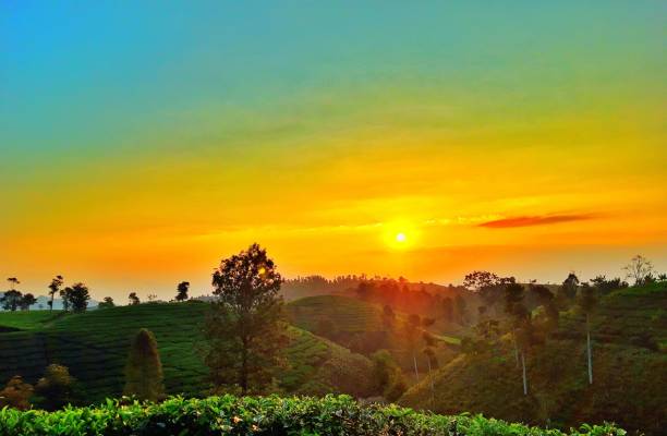 istock Sunset on the tea farm 1338383491
