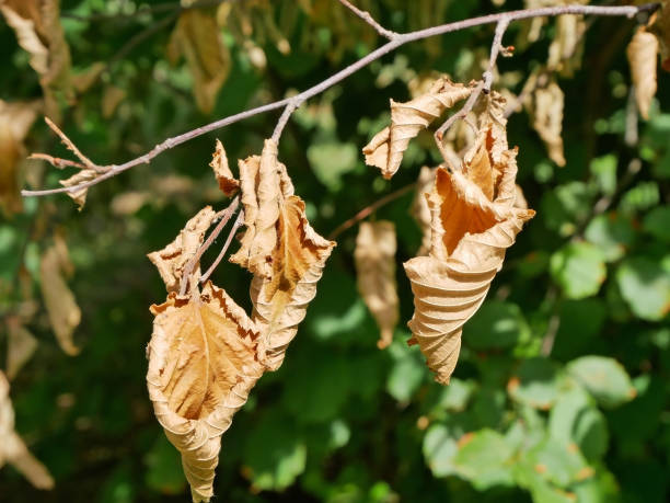 istock Dry leaves in the tree in autumn time 1338384424