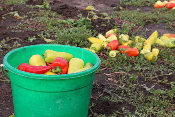 istock Harvesting pepper. Collected peppers in a bucket. 1338385107