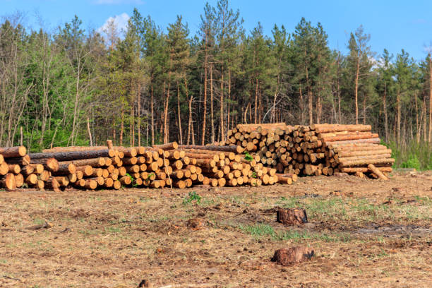 istock Stacked tree trunks felled by the logging timber industry in pine forest 1338385562