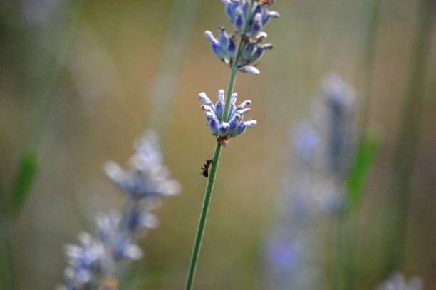 a small ant on a lavender flower