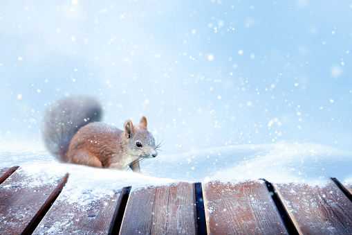 Winter New Year card. Fluffy squirrel in the snow.