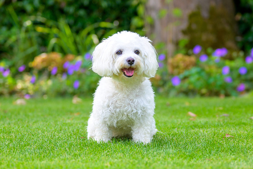 Lindo perrito blanco esponjoso habanés en un exuberante jardín verde photo