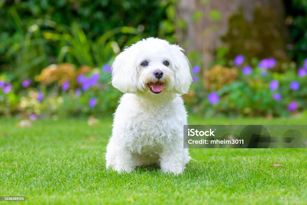 Cute little fluffy white Havanese dog in a lush green garden Close up of a cute little fluffy white Havanese dog in a lush green garden sitting centered in the screen Havanese Stock Photo