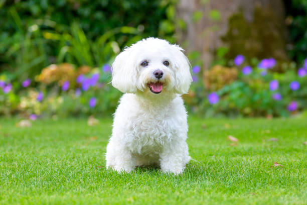 Cute little fluffy white Havanese dog in a lush green garden Close up of a cute little fluffy white Havanese dog in a lush green garden sitting centered in the screen maltese dog stock pictures, royalty-free photos & images