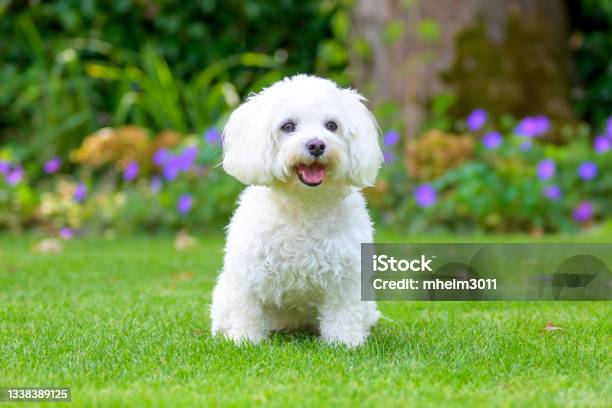 Cute Little Fluffy White Havanese Dog In A Lush Green Garden Stock Photo - Download Image Now