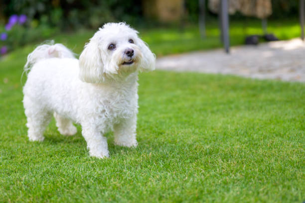istock Cute alert little white Havanese dog standing on green grass 1338389137