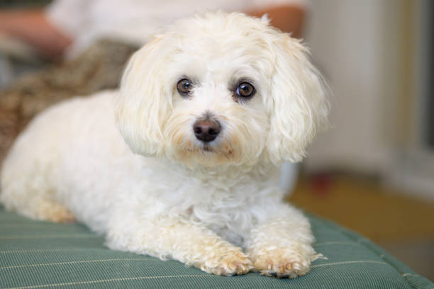 istock Adorable little white Havanese dog 1338389147