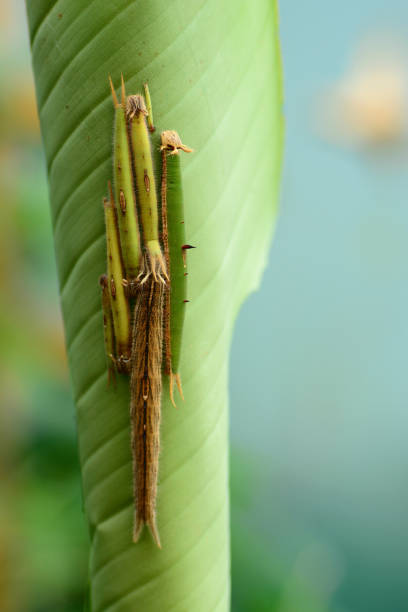 Lepidoptera larvae in the wild, North China