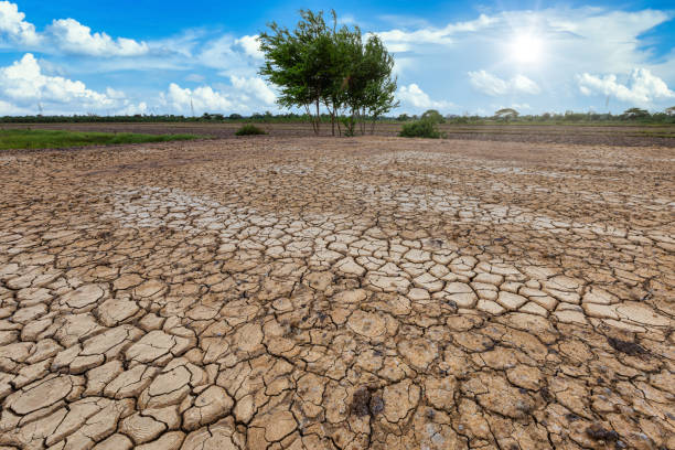 istock Brown dry soil or cracked ground texture and green tree on blue sky background with white clouds,Global warming 1338389305