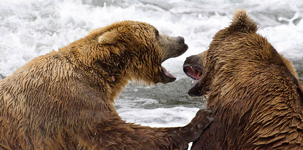 istock Two large Alaskan brown bears fighting in the water 133838942
