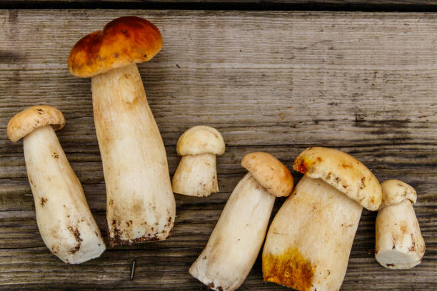 istock Freshly picked porcini mushrooms on rustic wooden table. Top view 1338390249