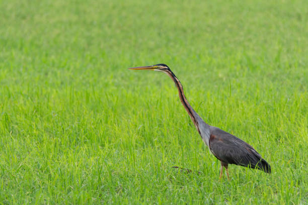 istock A large Purple heron stalking a prey in the meadow 1338391141